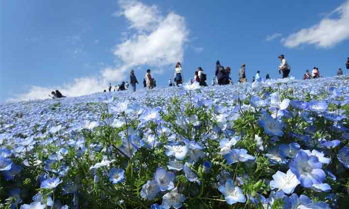 Hitachi-Seaside-Park